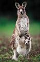 kangaroo